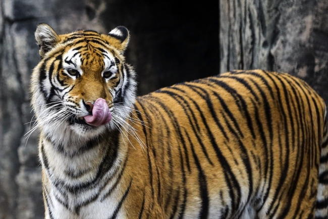 Türkiye'nin ilk aslan parkı ziyaretçilerini bekliyor